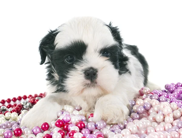 Köpek Shih Tzu Beyaz Arkaplanın Önünde — Stok fotoğraf