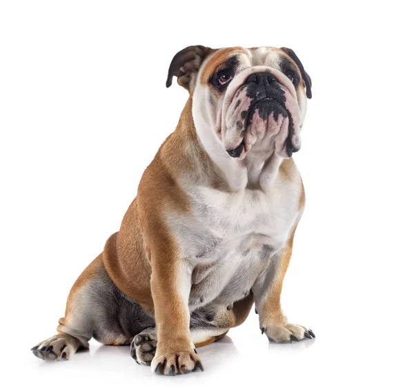 Engels Bulldog Voorkant Van Witte Achtergrond — Stockfoto