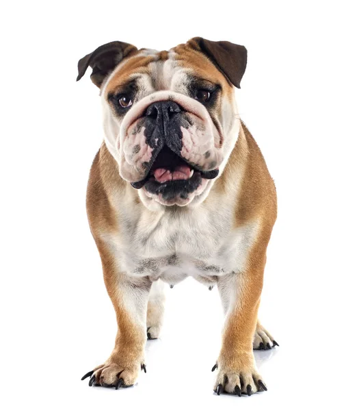 Engels Bulldog Voorkant Van Witte Achtergrond — Stockfoto