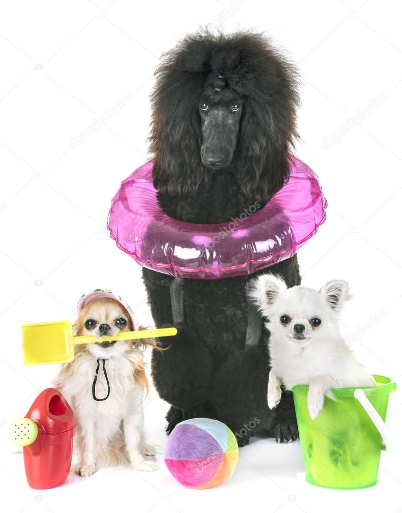 black standard poodle and chihuahuas in front of white background