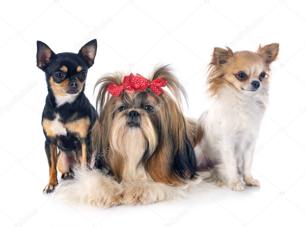 purebred Shih Tzu and chihuahuas in front of white background