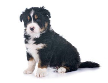 Beyaz arka plan önünde köpek yavrusu Avustralyalı çoban