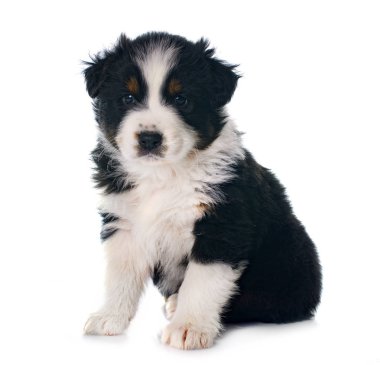 Beyaz arka plan önünde köpek yavrusu Avustralyalı çoban