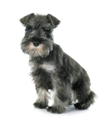 Beyaz arkaplan önünde köpek yavrusu minyatür schnauzer