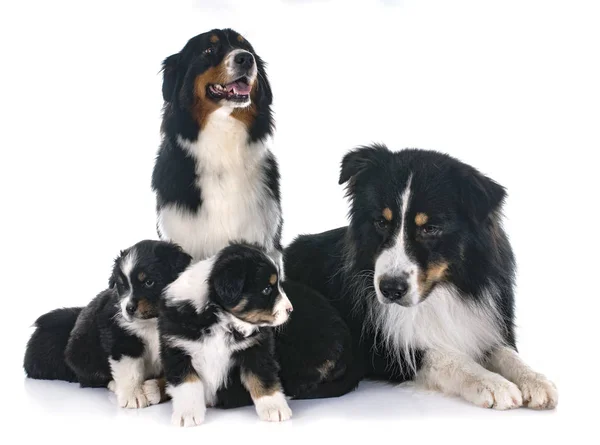 Rasechte Australische Herder Familie Voor Witte Achtergrond — Stockfoto