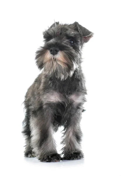 Puppy Miniatuur Schnauzer Voorkant Van Witte Achtergrond — Stockfoto