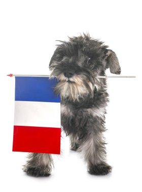 Minyatür Schnauzer köpek yavrusu ve beyaz arka plan önünde Fransız bayrağı
