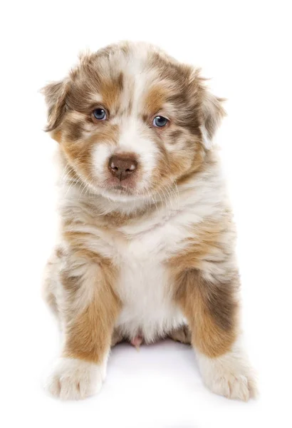 Cachorro Pastor Australiano Frente Fondo Blanco — Foto de Stock