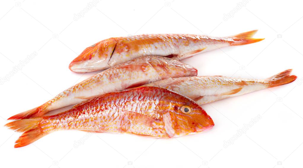 Red mullet in front of white background