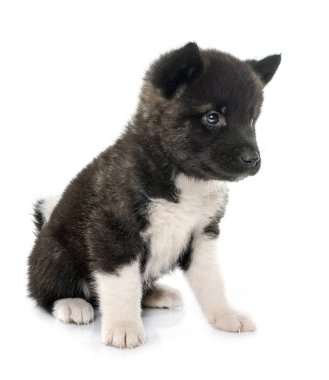 Beyaz arka planda köpek yavrusu Amerikan akitası