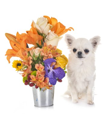 küçük köpek ve beyaz arka plan önünde çiçek