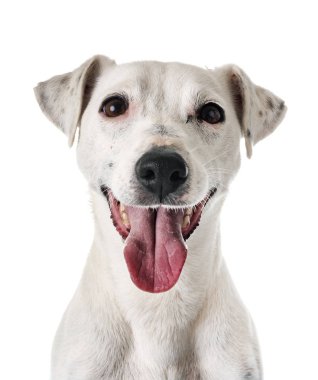 Beyaz arkaplan önünde jack russel terrier