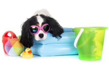 Beyaz arkaplan önünde süvari kral Charles