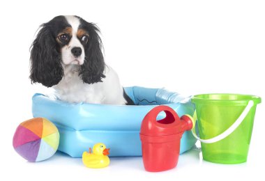 Beyaz arkaplan önünde süvari kral Charles