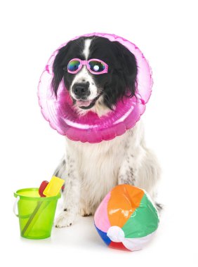 Beyaz arka plan önünde genç landseer