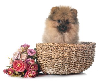 Beyaz arkaplan önünde genç pomeranian