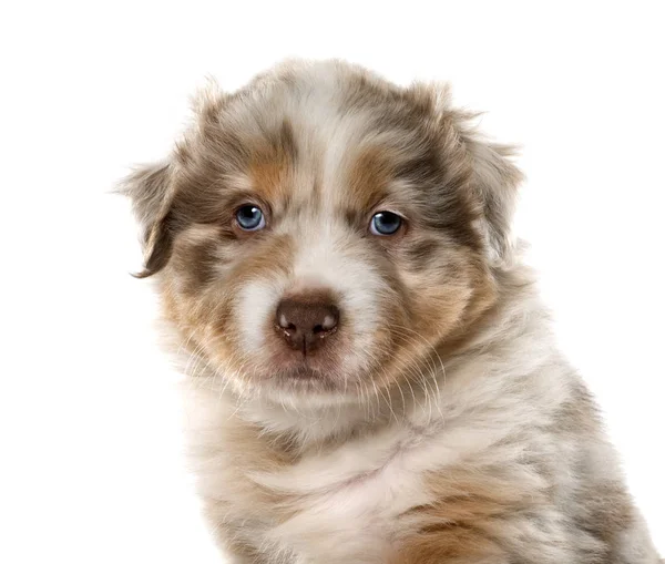 Puppy Australische Herder Voor Witte Achtergrond — Stockfoto