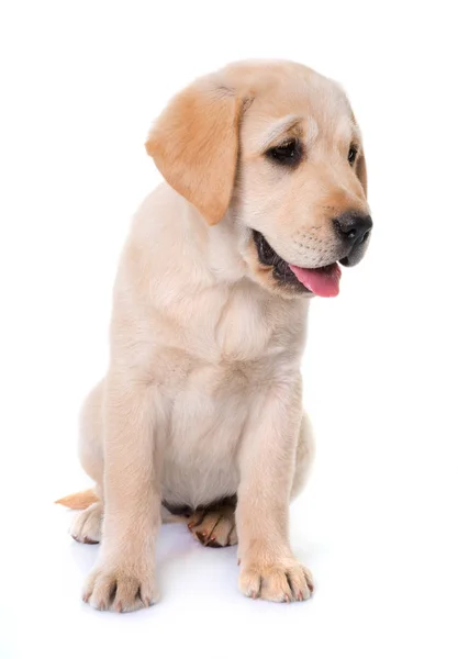 在白色背景前检索的幼犬拉布拉多犬 — 图库照片
