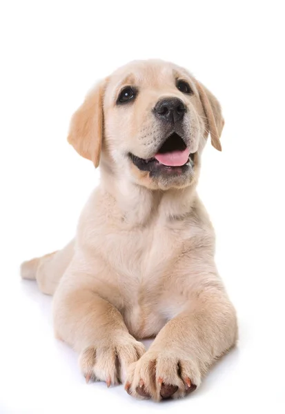 Puppy Labrador Retriever Front White Background — Stock Photo, Image