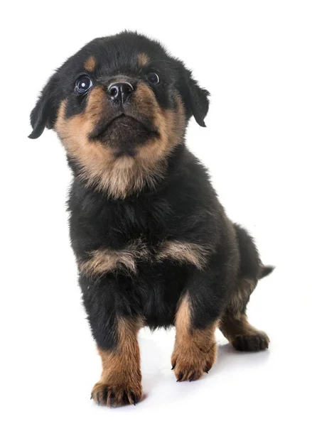 Cachorro Rottweiler Frente Fundo Branco — Fotografia de Stock