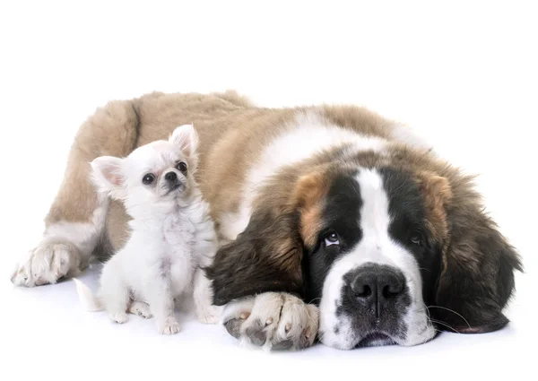 Welpen Chihuahua Und Heiliger Bernard Vor Weißem Hintergrund — Stockfoto