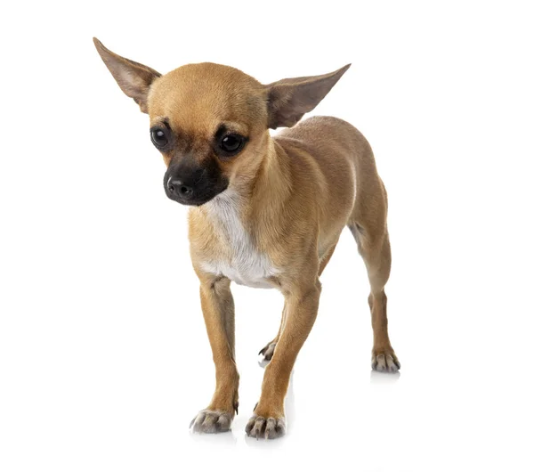 Chihuahua Joven Delante Fondo Blanco —  Fotos de Stock