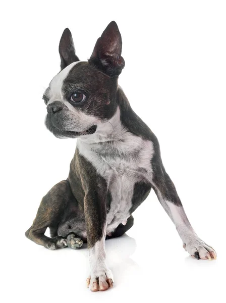 Boston Terrier Framför Vit Bakgrund — Stockfoto