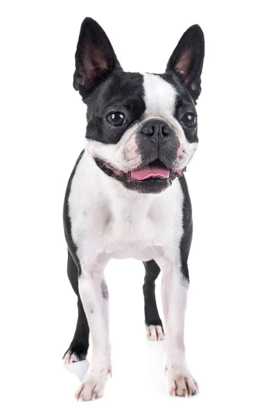 Boston Terrier Frente Fundo Branco — Fotografia de Stock