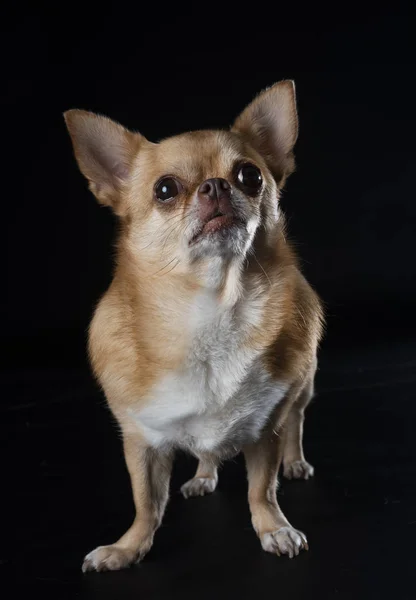 Purebred Chihuahua Front Black Background — Stock Photo, Image