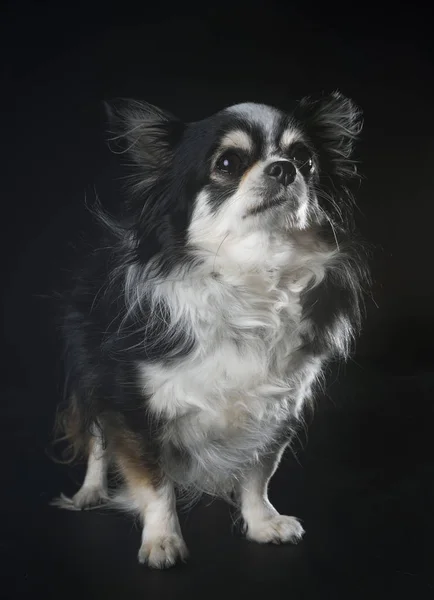 Purebred Chihuahua Front Black Background — Stock Photo, Image