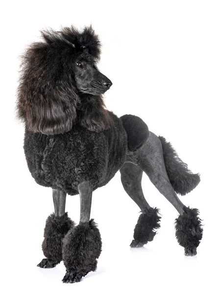 Beyaz arka plan önünde siyah standart kaniş