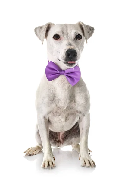 Jack Russel Terrier Delante Fondo Blanco —  Fotos de Stock