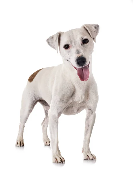 Jack Russel Terrier Front White Background — Stock Photo, Image