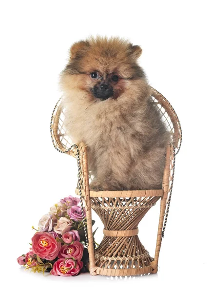 Beyaz arkaplan önünde genç pomeranian
