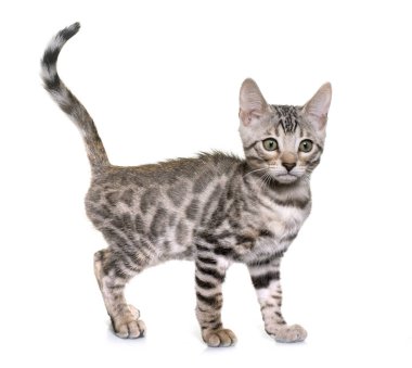 Bengal kedisi beyaz arkaplan önünde