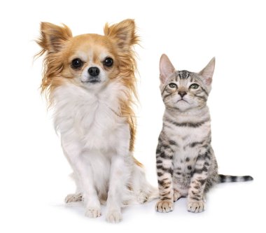 Bengal kedisi ve chihuahua beyaz arkaplan önünde