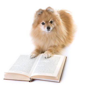 Pomeranian spitz beyaz arkaplan önünde