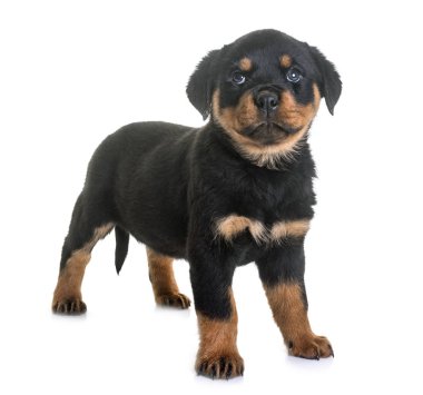 Beyaz arkaplan önünde köpek yavrusu rottweiler