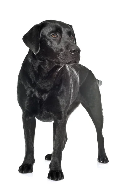 Kobiece Czarny Labrador Pies Myśliwski Przed Białym Tle — Zdjęcie stockowe
