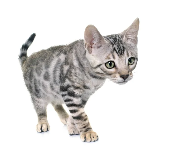 Bengal Kitten Voorkant Van Witte Achtergrond — Stockfoto