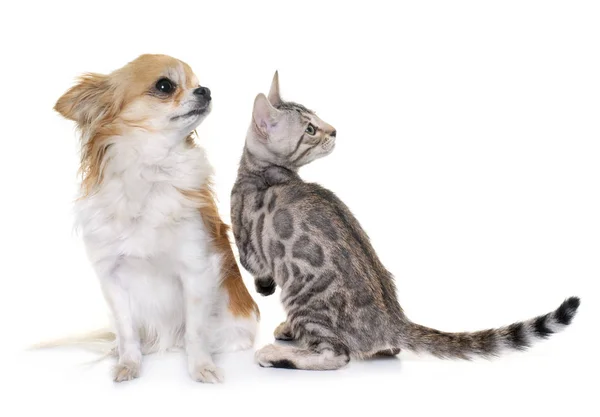 กแมวเบงกอลและ Chihuahua อหน นหล ขาว — ภาพถ่ายสต็อก