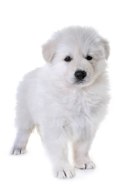 白色背景前的小狗白色瑞士牧羊犬 — 图库照片