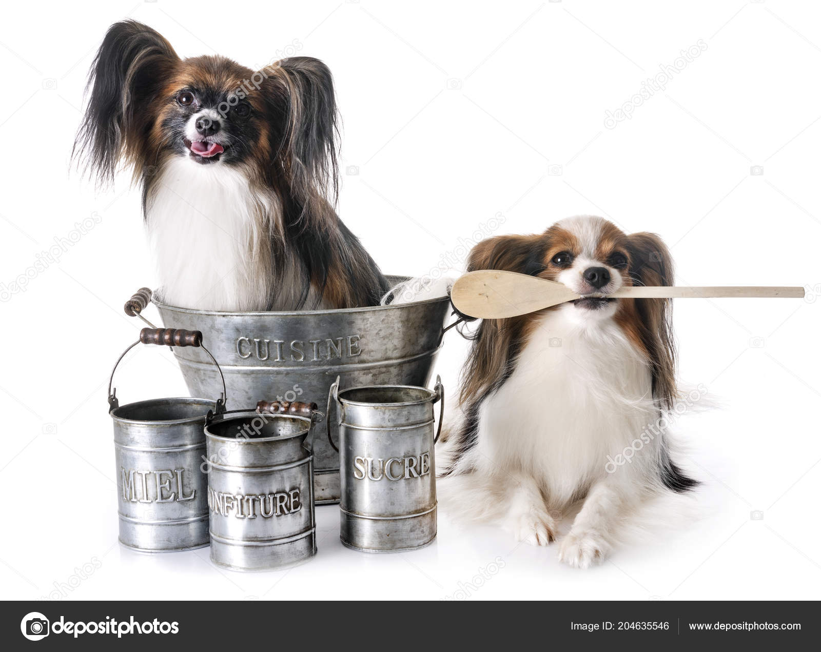 Papillon Dogs Cooking Accessory Front White Background — Stock