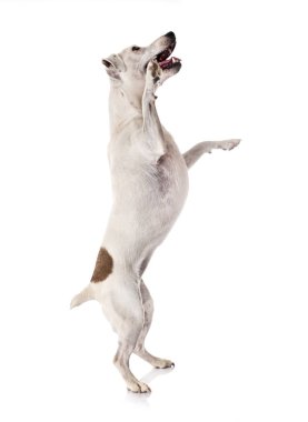 Beyaz arkaplan önünde jack russel terrier