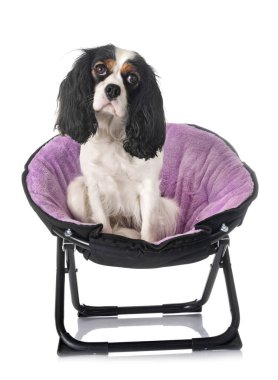 Beyaz arkaplan önünde süvari kral Charles