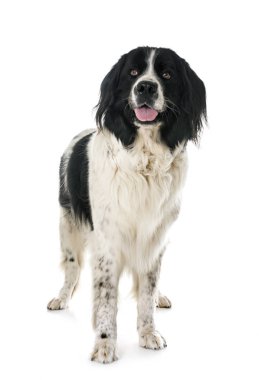 Beyaz arka plan önünde genç landseer