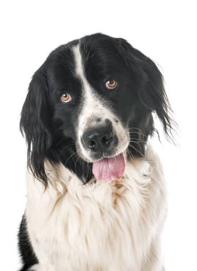 Beyaz arka plan önünde genç landseer