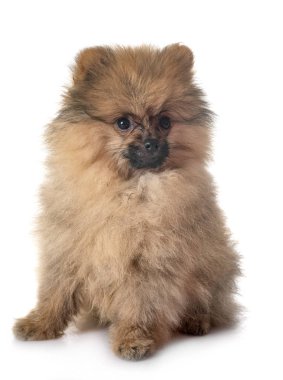 Beyaz arkaplan önünde genç pomeranian