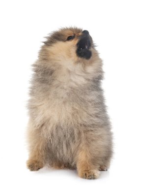 Beyaz arkaplan önünde genç pomeranian