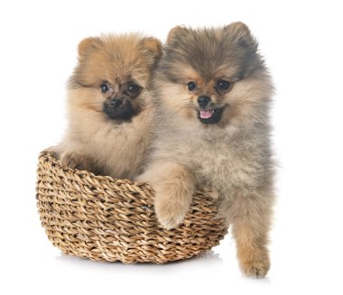 Beyaz arka plan önünde iki genç pomeranian